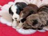 4 chiots de race Aussiedoodle robe bicolore et tricolore à adopter