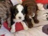 4 chiots de race Aussiedoodle robe bicolore et tricolore à adopter