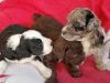 4 chiots de race Aussiedoodle robe bicolore et tricolore à adopter