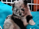 3 chiots Spitz Nain non LOF (2 femelles, 1 mâle) disponibles à la vente