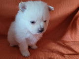 3 chiots Spitz Nain non LOF (2 femelles, 1 mâle) disponibles à la vente