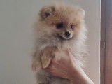 Chiots Spitz Poméranien à vendre