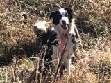 Chien adulte de type Border Collie à donner