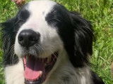 Chien adulte de type Border Collie à donner