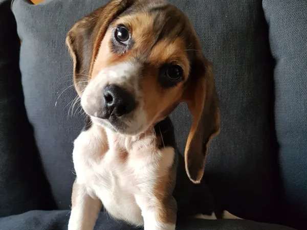 Un chiot mâle Beagle tricolore non LOF à vendre