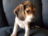 Un chiot mâle Beagle tricolore non LOF à vendre