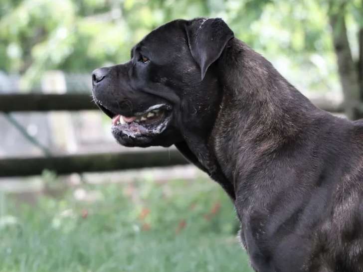Une chienne Cane Corso noire LOF de 5 ans à acheter