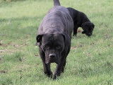 Une chienne Cane Corso noire LOF de 5 ans à acheter