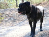 Une chienne Cane Corso noire LOF de 5 ans à acheter