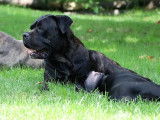 Une chienne Cane Corso noire LOF de 5 ans à acheter