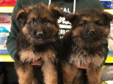 Vente de 4 chiots Berger Allemand marron et noir (non LOF)