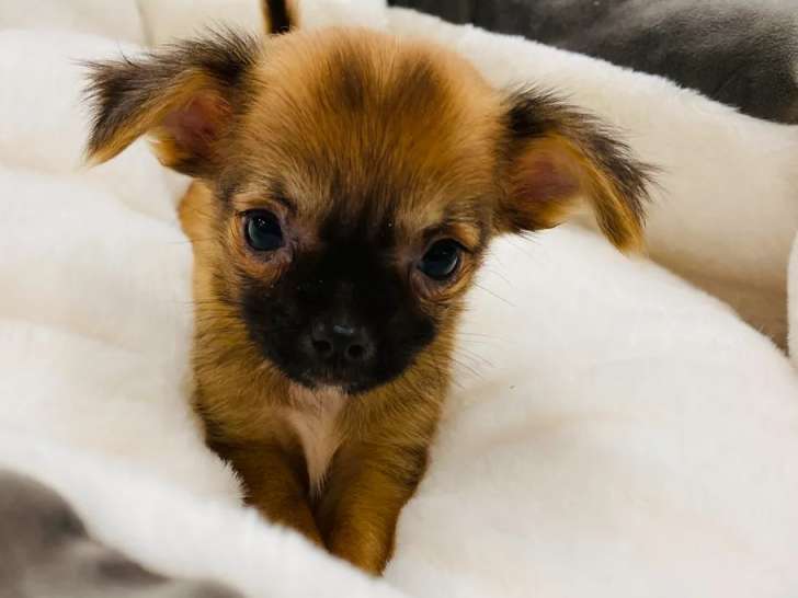 À vendre, un chiot Chihuahua mâle marron et noir (non LOF)