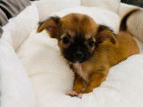 À vendre, un chiot Chihuahua mâle marron et noir (non LOF)