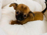 À vendre, un chiot Chihuahua mâle marron et noir (non LOF)