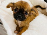 À vendre, un chiot Chihuahua mâle marron et noir (non LOF)