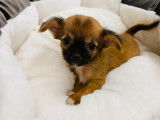 À vendre, un chiot Chihuahua mâle marron et noir (non LOF)