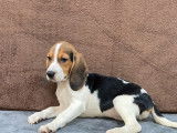Vente d’un chiot Beagle femelle de couleur tricolore (non LOF)