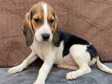 Vente d’un chiot Beagle femelle de couleur tricolore (non LOF)
