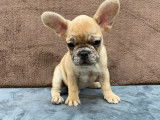 Vente d’un chiot Bouledogue Français mâle fauve à masque noir (LOF)