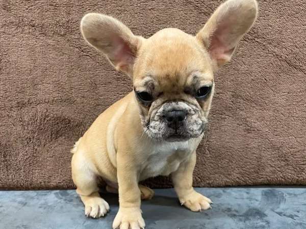 Vente du0027un chiot Bouledogue Fran�ais m�le au pelage fauve � masque 