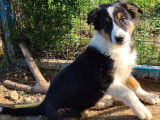 Vente de sept chiots Border Collie (non LOF) 6 mâles 1 femelle