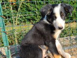Vente de sept chiots Border Collie (non LOF) 6 mâles 1 femelle