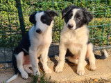Vente de sept chiots Border Collie (non LOF) 6 mâles 1 femelle