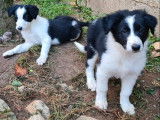 Vente de sept chiots Border Collie (non LOF) 6 mâles 1 femelle