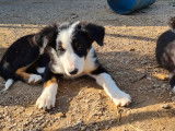 Vente de sept chiots Border Collie (non LOF) 6 mâles 1 femelle