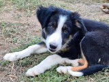 Vente de sept chiots Border Collie (non LOF) 6 mâles 1 femelle