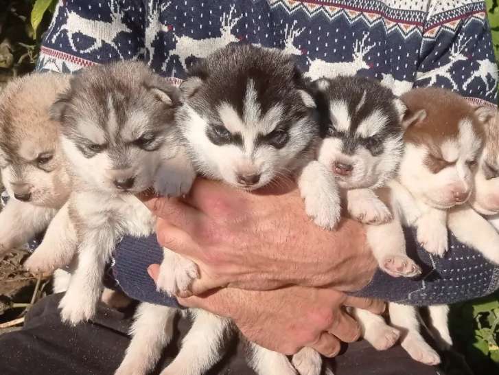 À vendre, 6 chiots Husky Sibérien (non LOF) 5 mâles 1 femelle