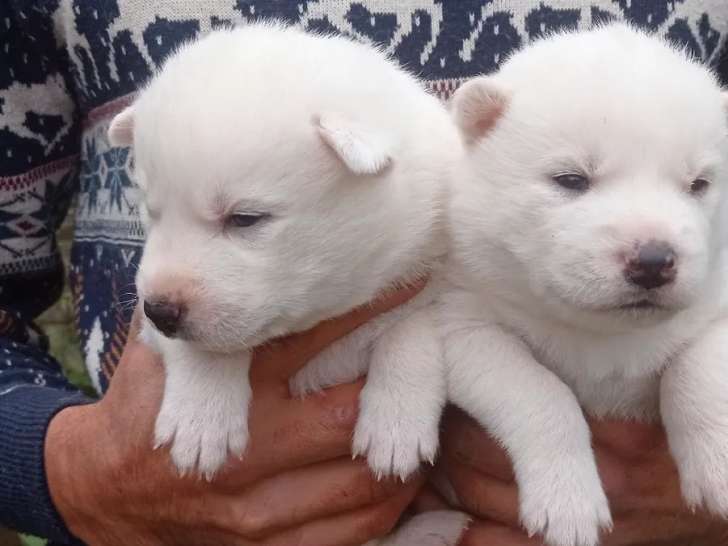 Deux chiots Husky blanc pur (non LOF), à vendre 1 mâle 1 femelle