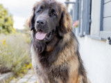 Bel &eacute;talon Leonberg LOSH disponible pour saillie