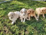 4 chiots de race Goldendoodle prêts à l'adoption