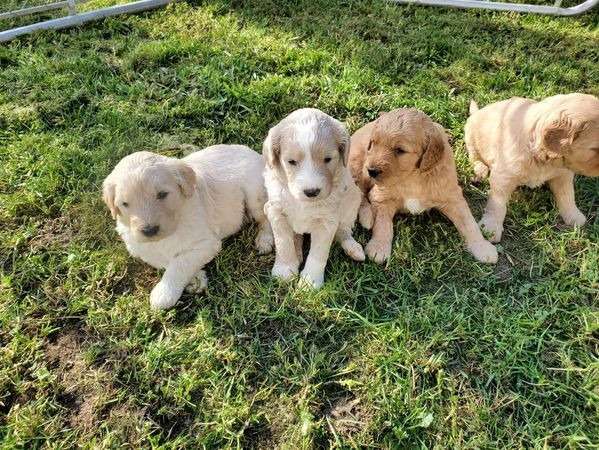 4 chiots de race Goldendoodle prêts à l'adoption