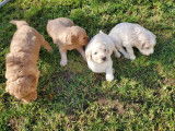4 chiots de race Goldendoodle prêts à l'adoption
