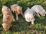 4 chiots de race Goldendoodle prêts à l'adoption