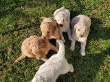 4 chiots de race Goldendoodle prêts à l'adoption