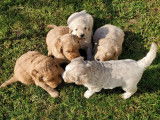 4 chiots de race Goldendoodle prêts à l'adoption