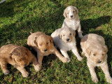 4 chiots de race Goldendoodle prêts à l'adoption
