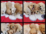 4 chiots de race Goldendoodle prêts à l'adoption