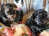 3 chiots robe fauve de race Morkie &agrave; r&eacute;server d&egrave;s maintenant