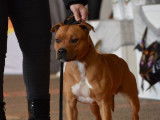 M&acirc;le Staffordshire Bull Terrier LOF disponible pour saillie