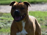 M&acirc;le Staffordshire Bull Terrier LOF disponible pour saillie