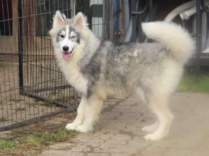 À vendre 1 chiot Husky Sibérien mâle gris et blanc né en avril 2021 (non LOF)