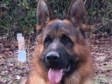 Magnifique mâle Berger Allemand LOF, noir et feu, cherche sa partenaire pour saillie