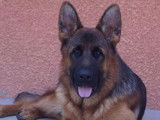Magnifique mâle Berger Allemand LOF, noir et feu, cherche sa partenaire pour saillie
