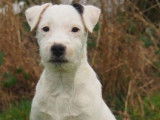 Chiot Parson Russel Terrier LOF &agrave; vendre