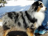 Etalon Berger Australien bleu merle LOF disponible pour saillie