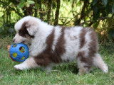 Chiot Berger Australien Miniature rouge merle LOF à vendre
